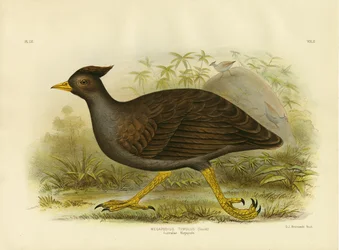 Mégapode australien, 1891